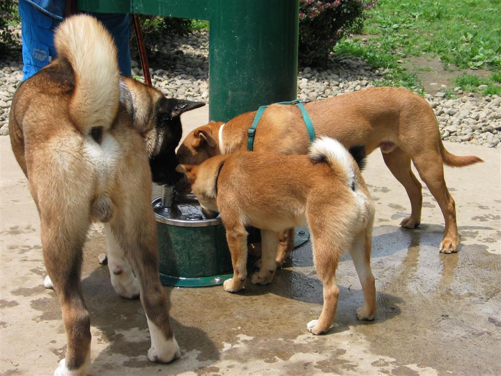 Shiba Akita Mix