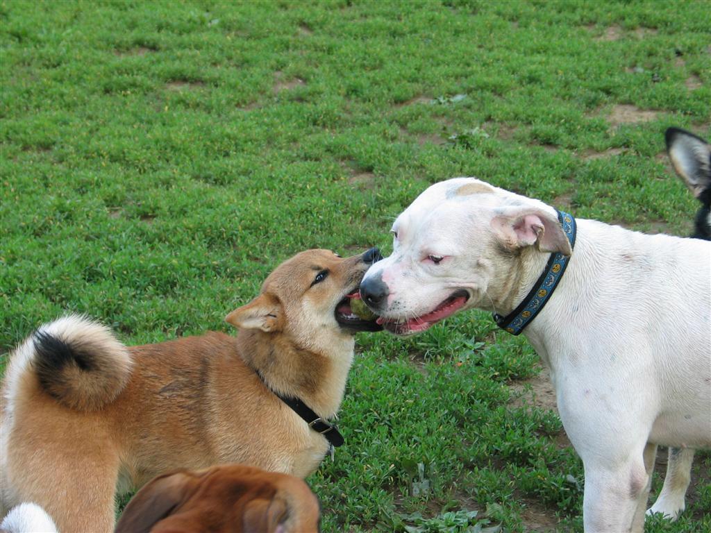 Yoshi and Tsuki: Shiba Inu (二 かわいい 柴犬): June 2003 Archives